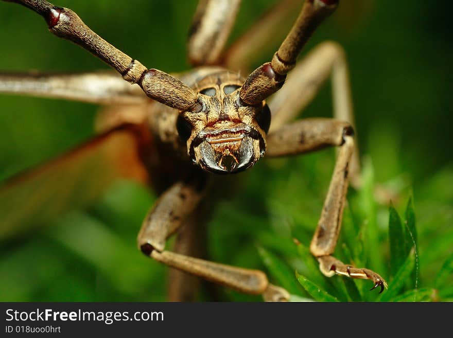 A close up portrait of a brown long horned beetle on a green plant about to fly away. A close up portrait of a brown long horned beetle on a green plant about to fly away