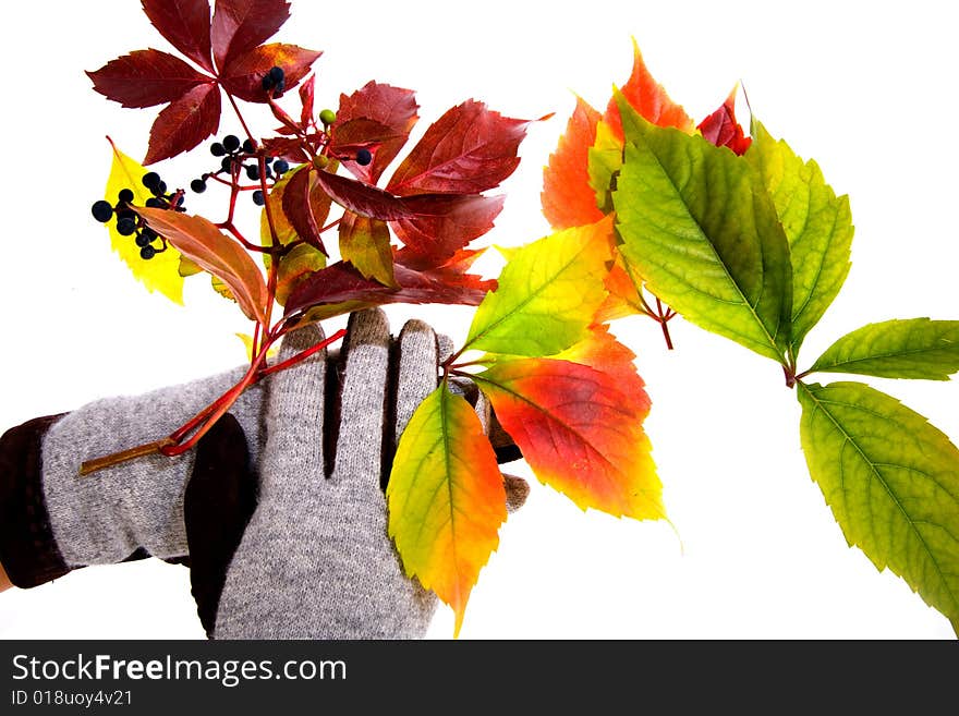 Leafage of wild grape on white background