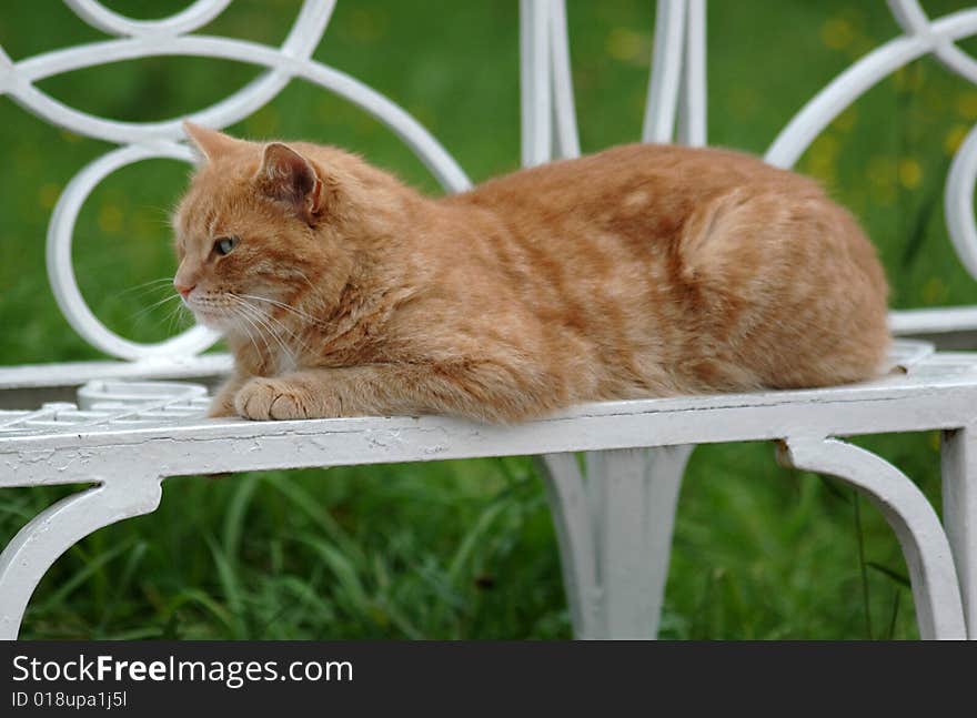 Red green-eyed cat