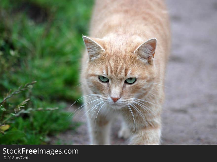 Red green-eyed cat