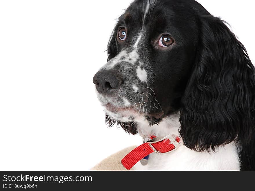 English springer Spaniel