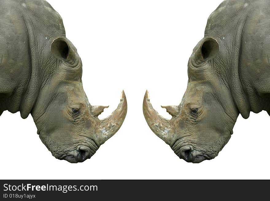 Isolated pair of rhinos on white background. Isolated pair of rhinos on white background