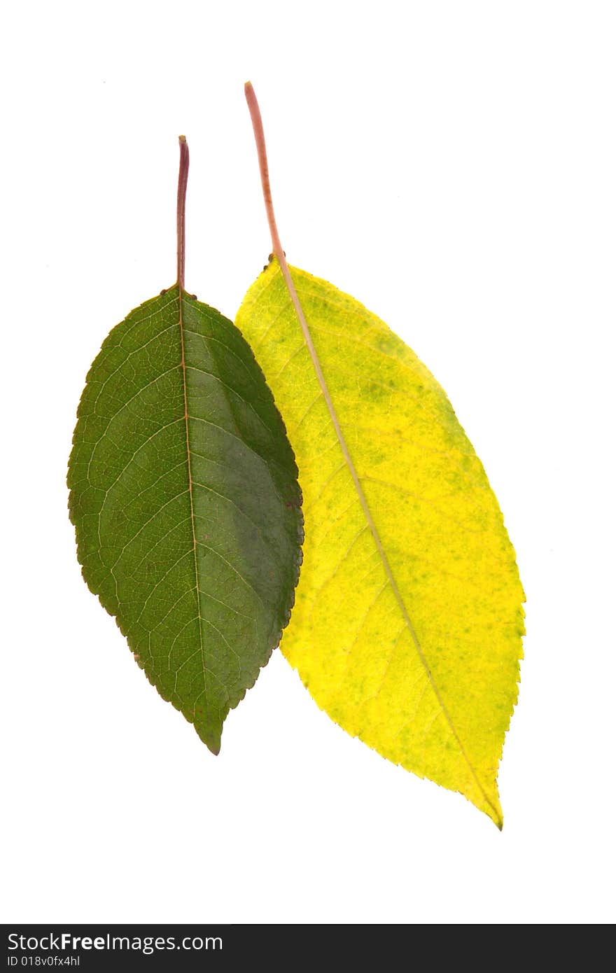 Cherry leaf on a white background