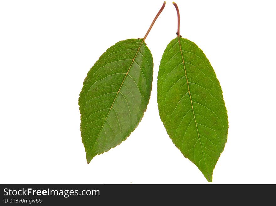 Cherry leaf on a white background