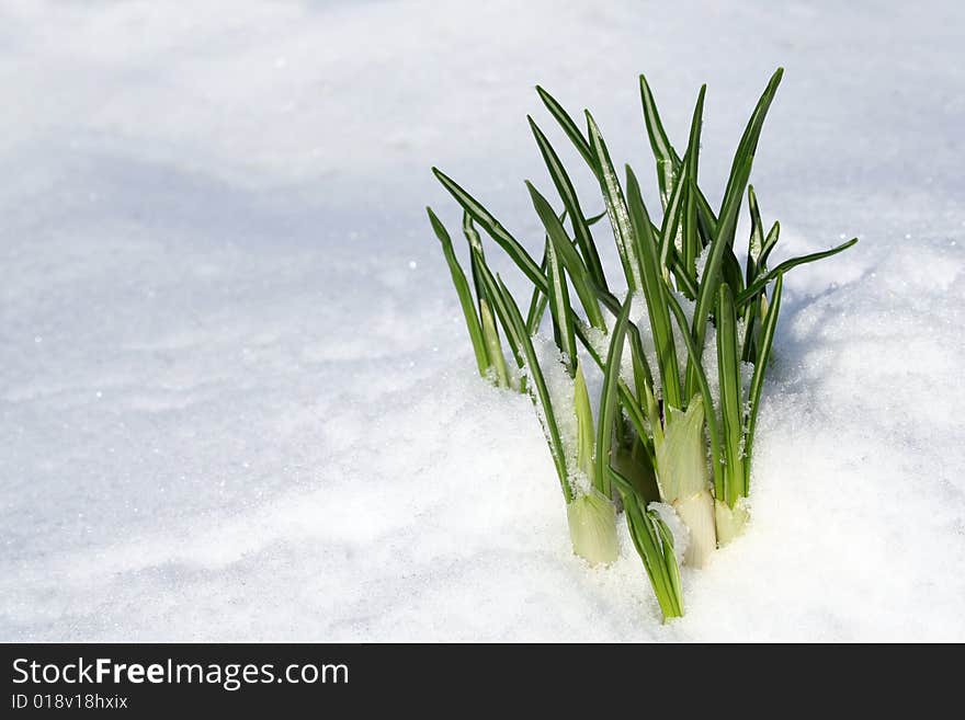 Spring blooming flowers coming up through the snow. Spring blooming flowers coming up through the snow