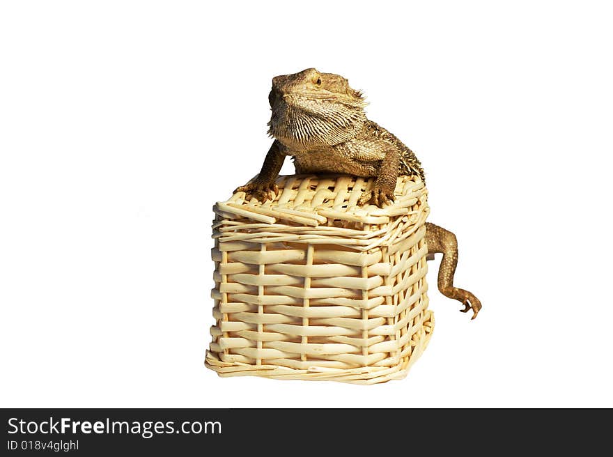 Australian dragon lizard Isolated against white background. Australian dragon lizard Isolated against white background