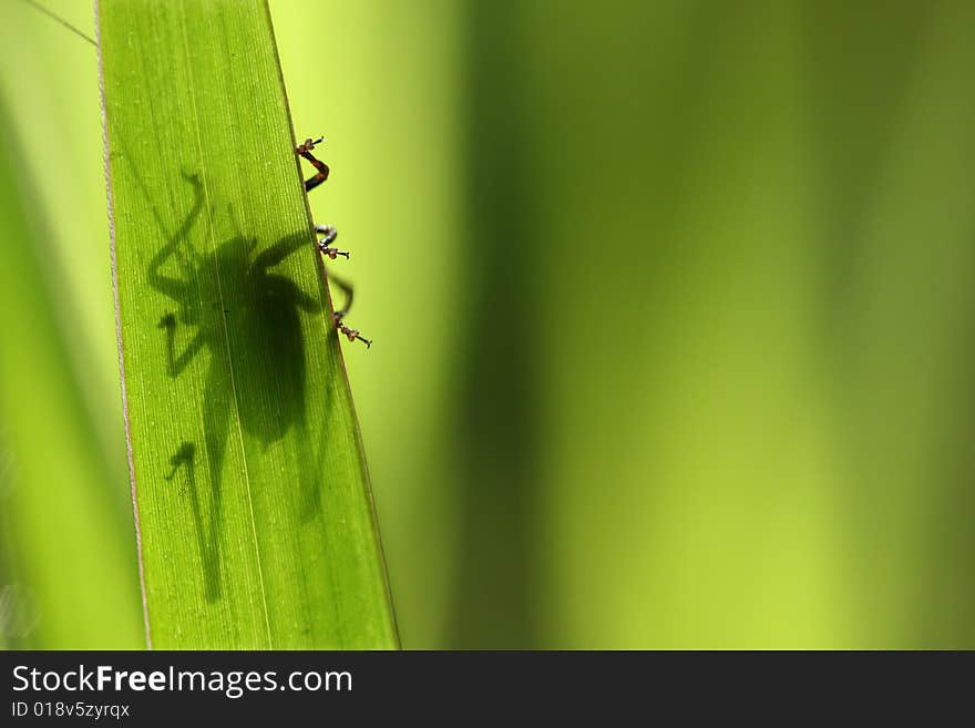 An abstract of an insect shadow behind a green leaf. An abstract of an insect shadow behind a green leaf