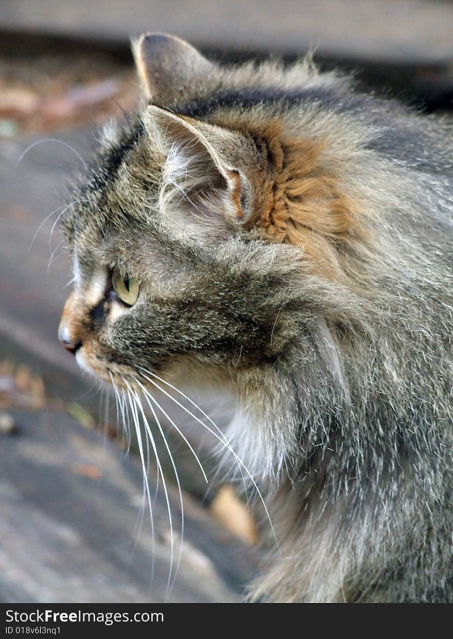 The nice muzzle of a wood cat photographed on coast of lake Deep.