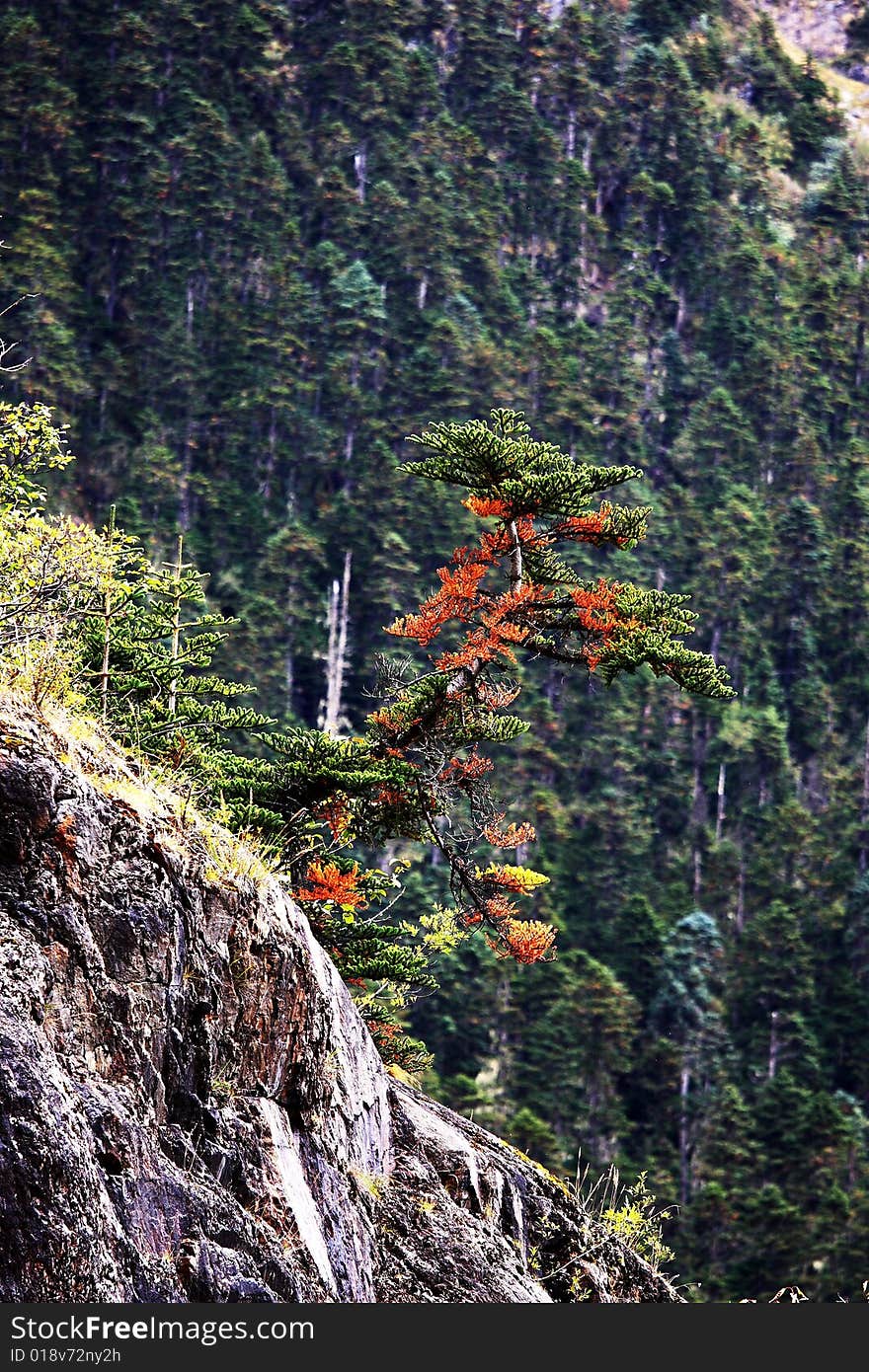 Little red green tree