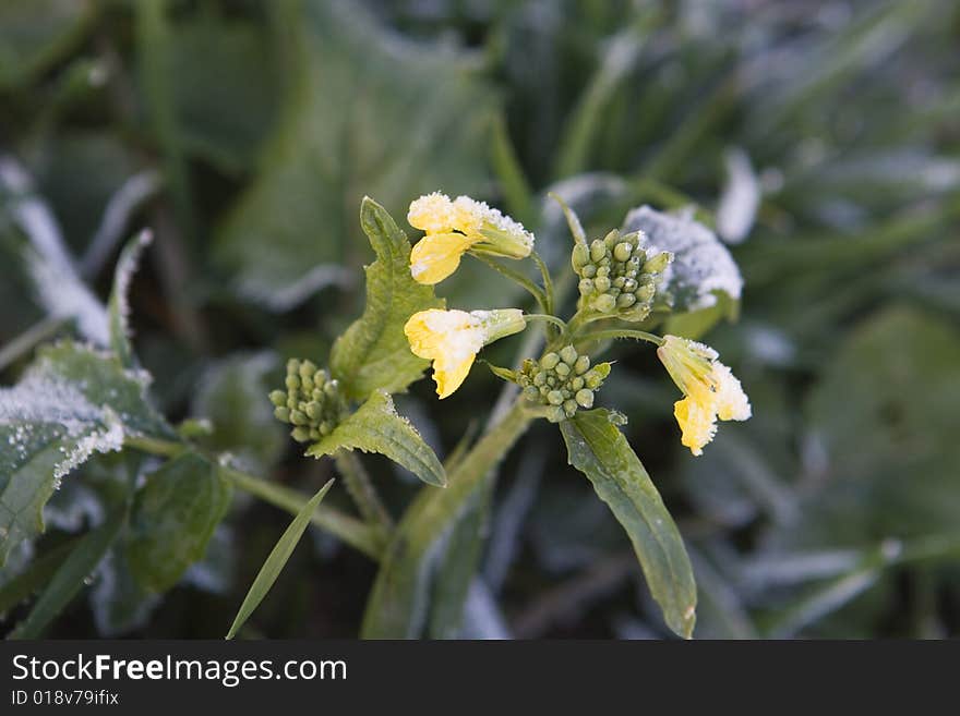 Winter crop field with one yellow flower