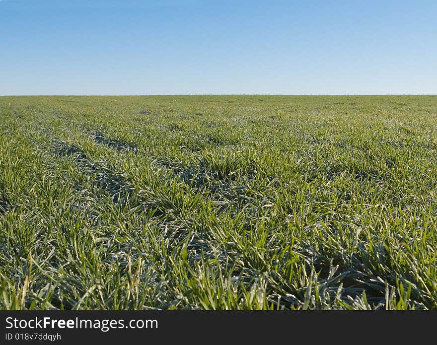 Green field