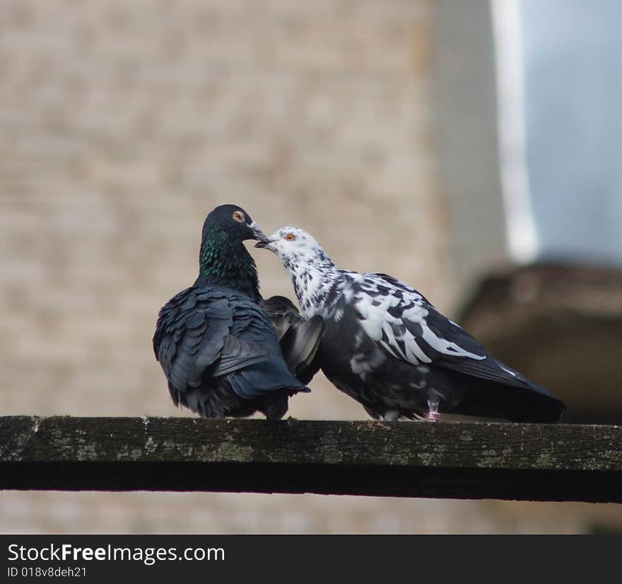 Two kissing doves sit on crossbeam