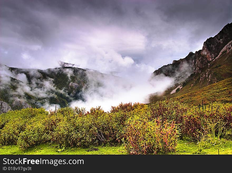 Bushes and clouds