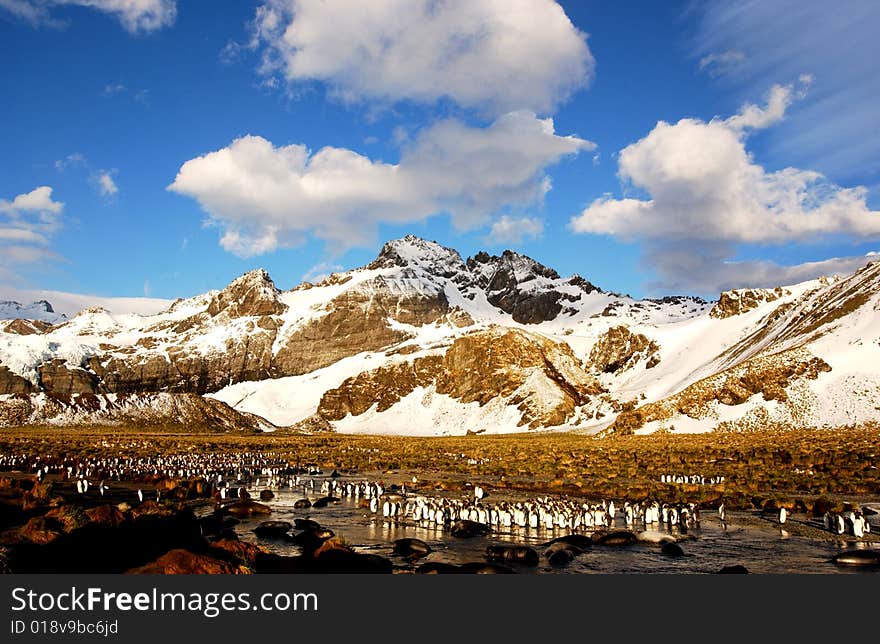 King Penguin