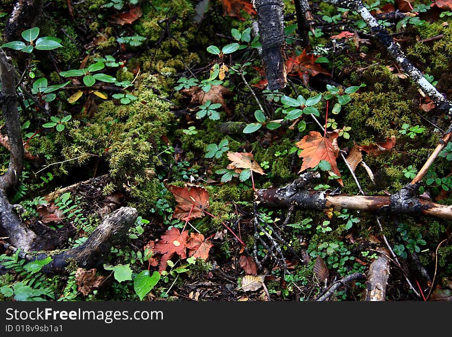 Grass and trunk