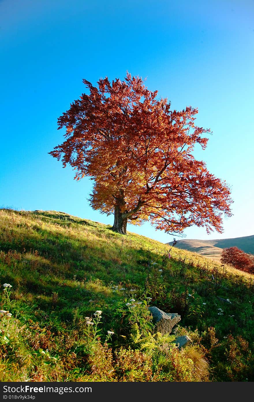 An image of red autumn tree on a hill