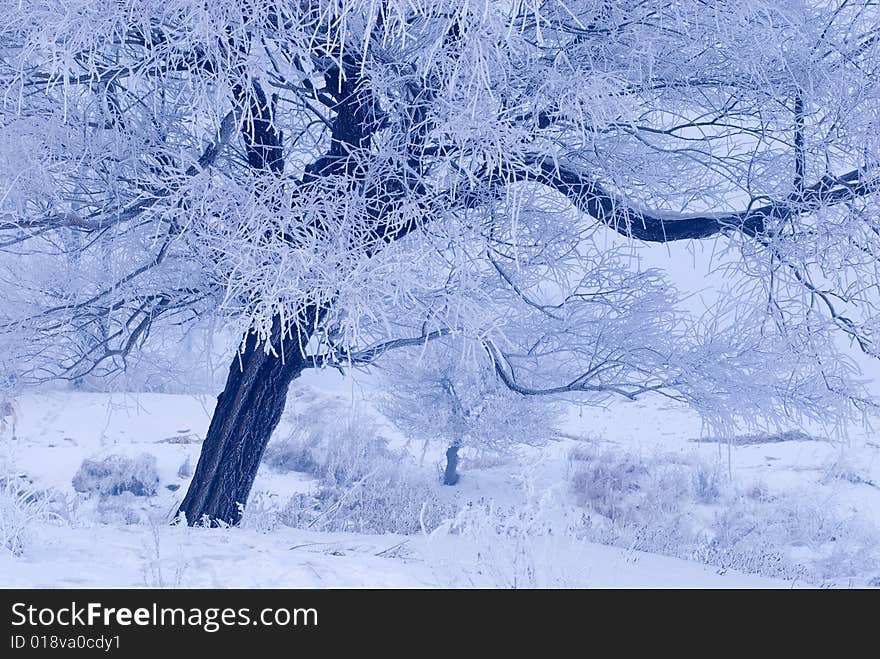 Rime in rime island at northeast china