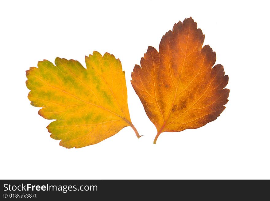 Yellow leaf on a white background