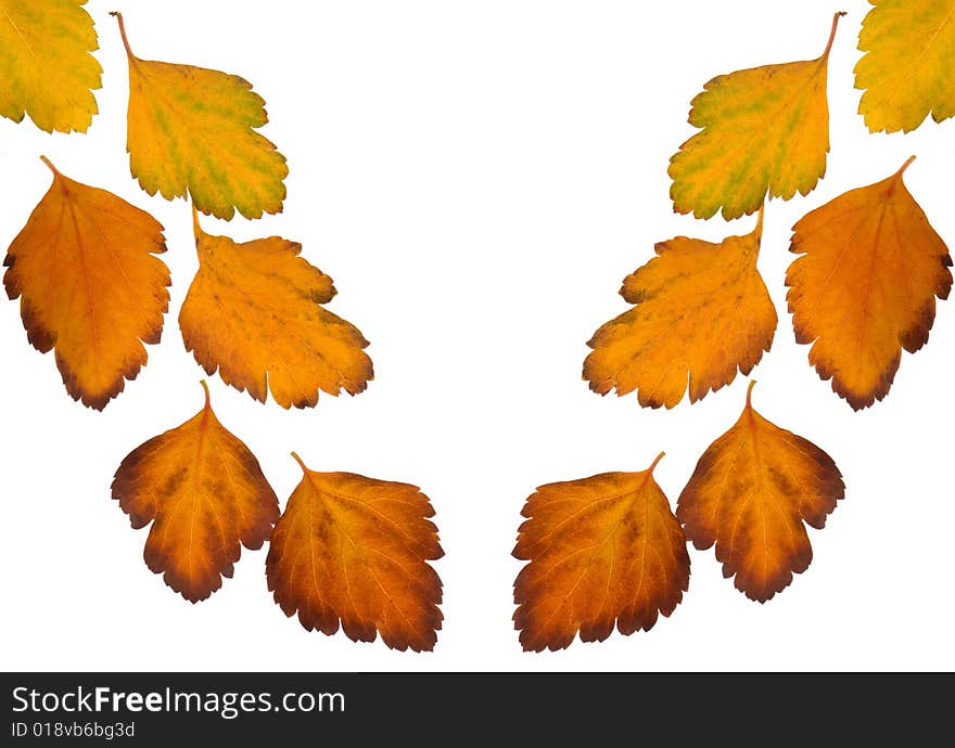 Yellow leaf on a white background