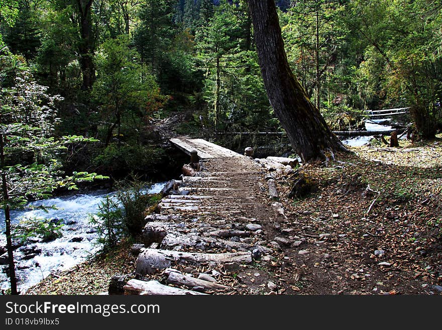 A peaceful stream flow in the forest. A peaceful stream flow in the forest.