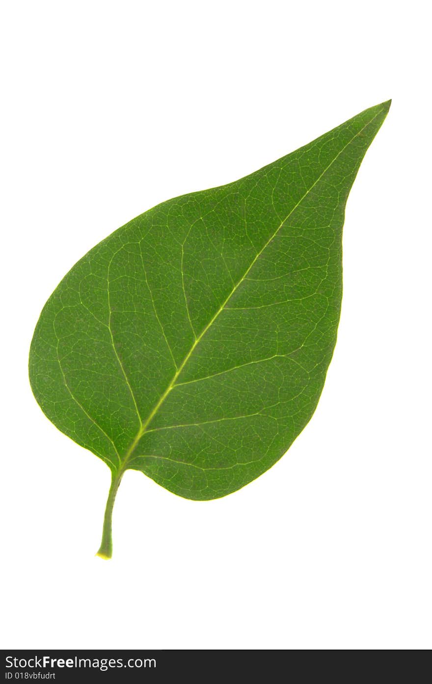 Lilac leaf on a white background