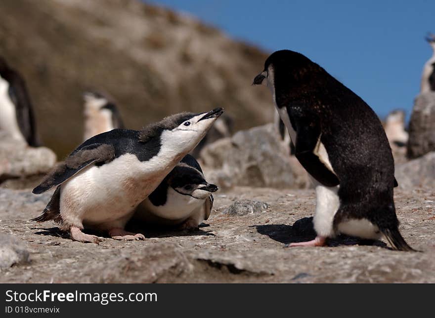 Chinstrap Penguin