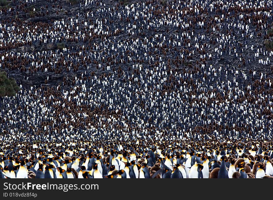 King penguin