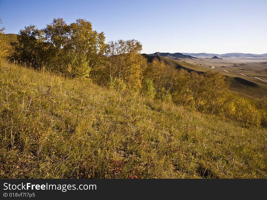 Grassland in the morning