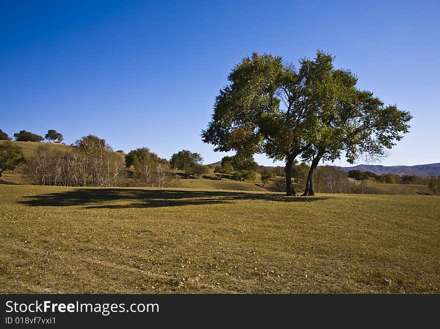 trees on grassland