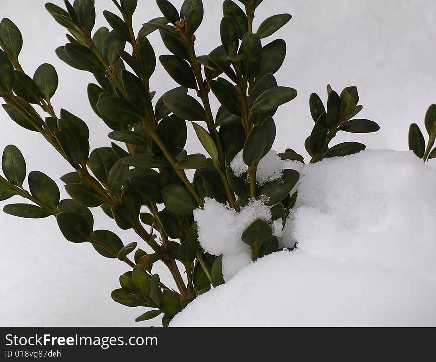 Snow on a green brunche. Snow on a green brunche