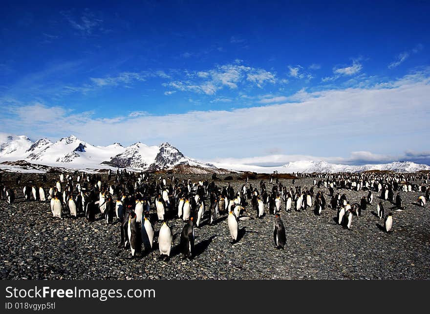 King penguin