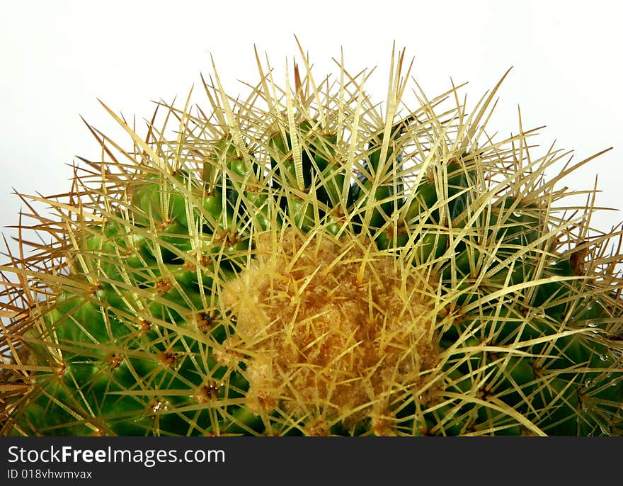 A cactus isolated on the park。