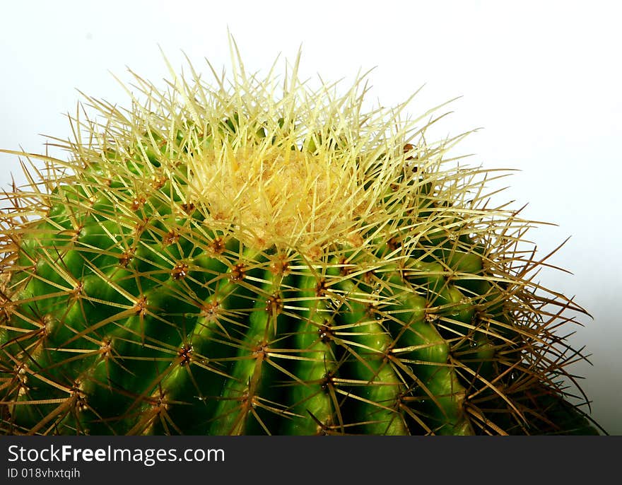 A cactus isolated on the park。