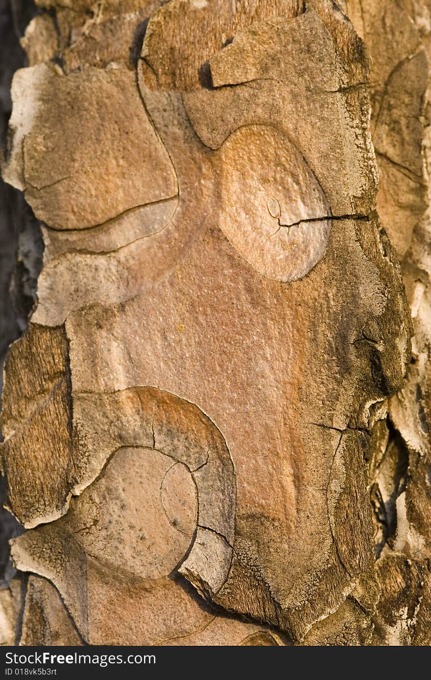 Bark