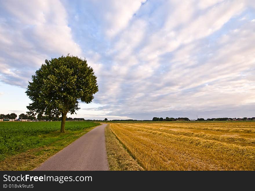 Country road with tree in a  farmlandscape