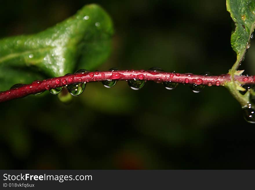 A rainy day in Galway is sometimes a wonder. If you \open your eyes\ . Little row of droplets waiting to fall.