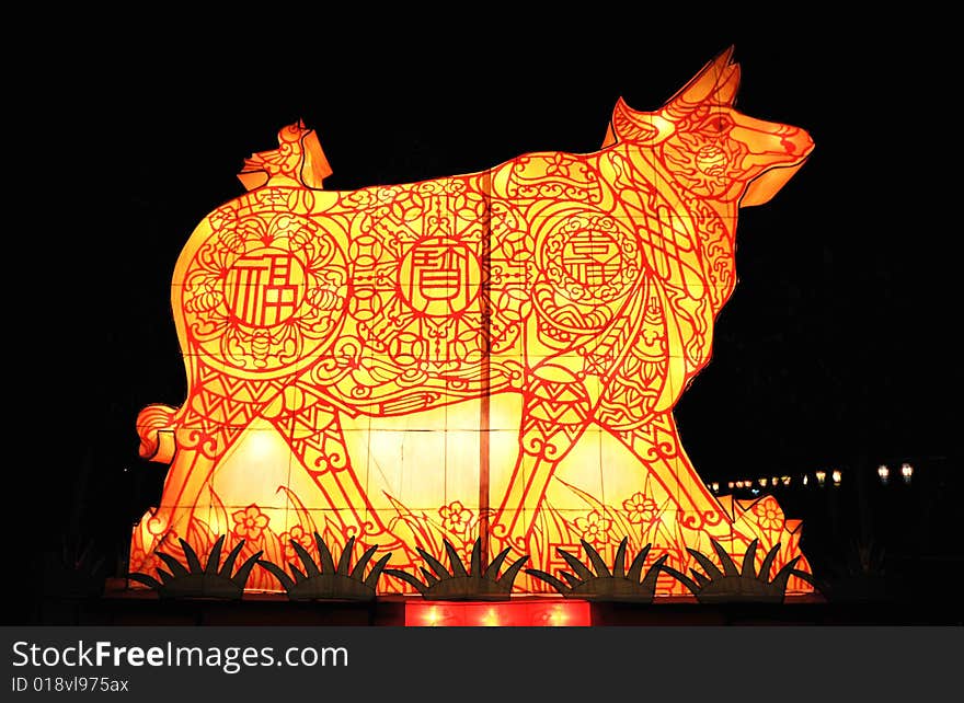 The Chinese lantern of bull