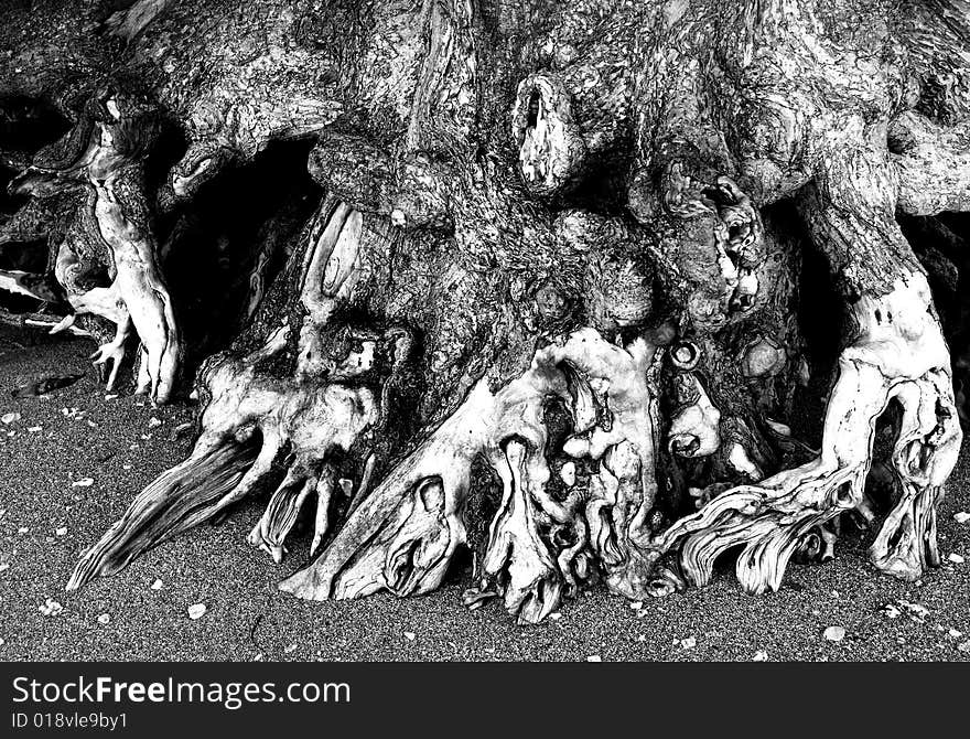 Black and white image of the exposed roots of a tree on a beach in Kauai Hawaii. Black and white image of the exposed roots of a tree on a beach in Kauai Hawaii