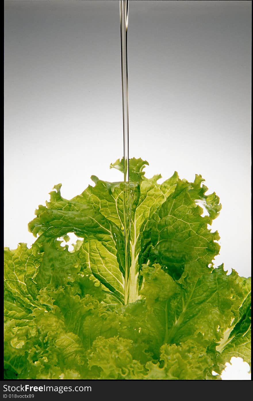 Making a fresh lettuce on a fund in dégradée with oil on it Callender. Making a fresh lettuce on a fund in dégradée with oil on it Callender