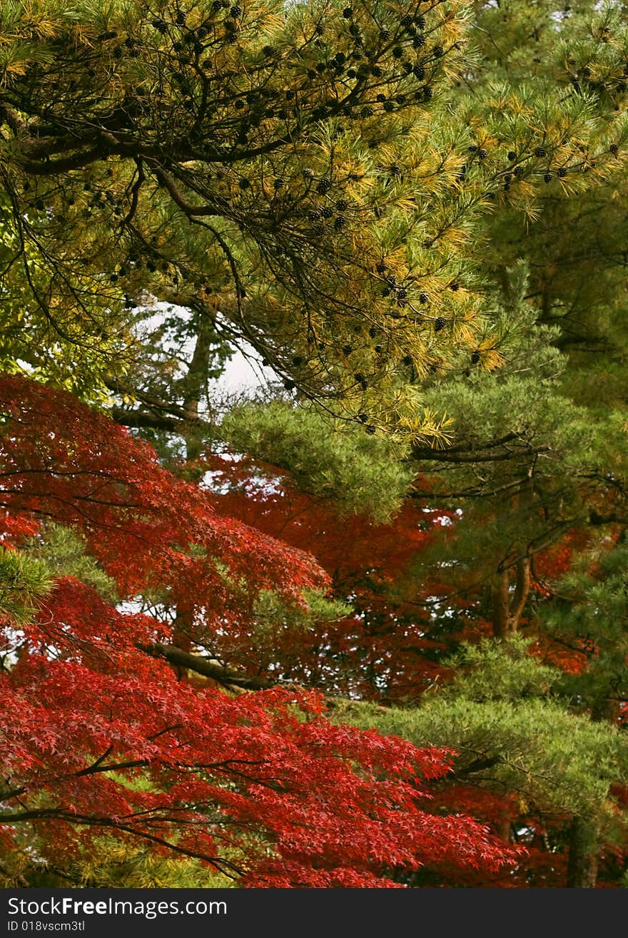 Specific mixture of Japanese fall colors. Specific mixture of Japanese fall colors.