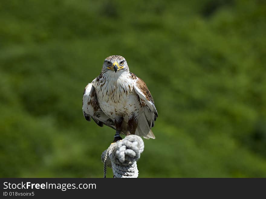 A falcon staring at the camera from his stand with a green backdrop