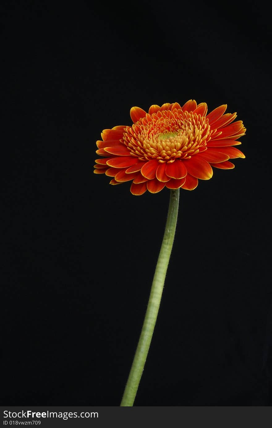 An isolated gerbera on a black background.