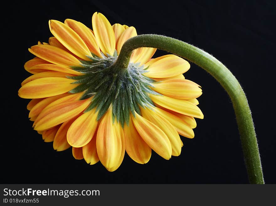 The under side of a beautiful gerbera flower.