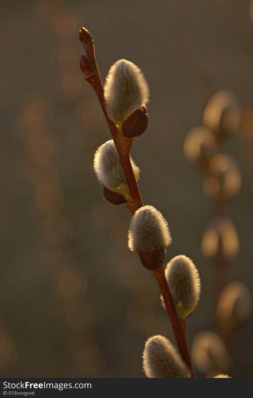 A pussy-willow branch that is backlit with natural sunlight. A pussy-willow branch that is backlit with natural sunlight.