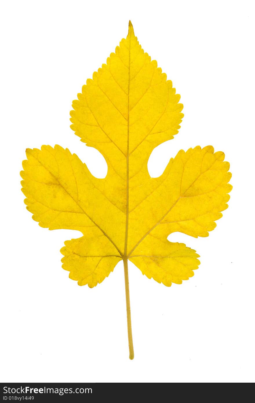 Yellow leaf on a white background