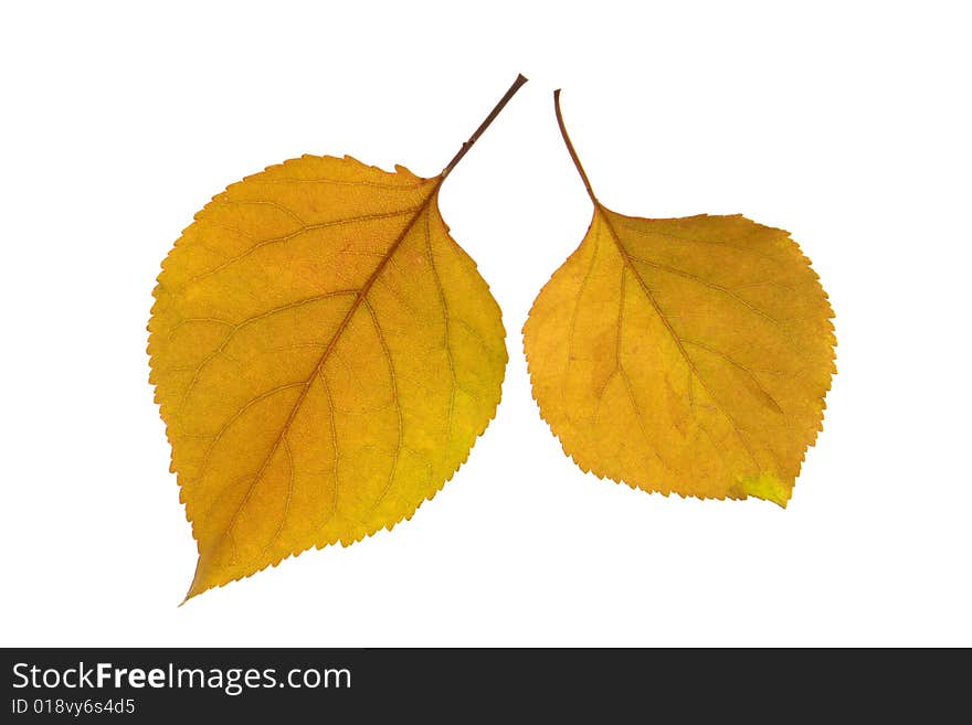 Yellow leaf on a white background