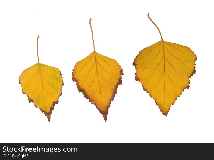 Birch leaf on a white background