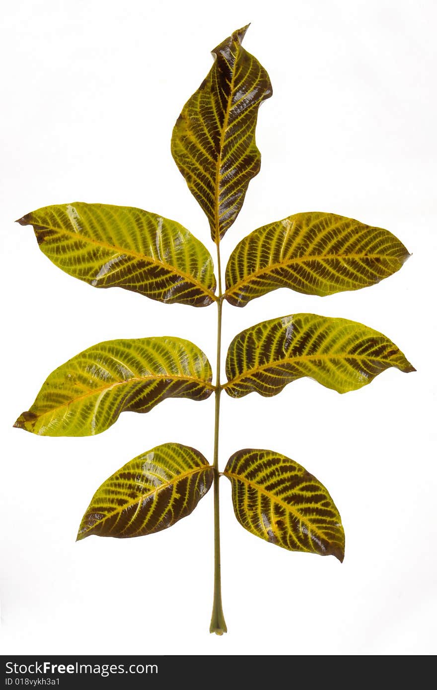 Nut leaf on a white background