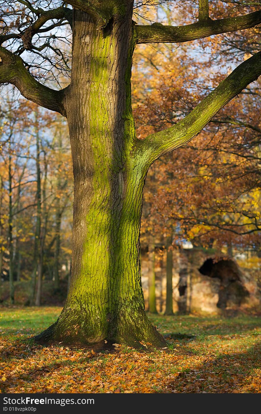 Scenic tree in autumn scene