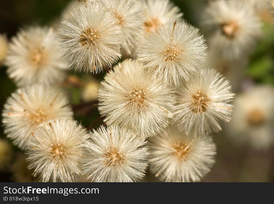 Large group of small blowballs. Large group of small blowballs